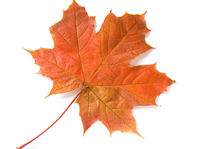 秋叶落叶叶子季节季节性白色红色黄色橙子树木图片