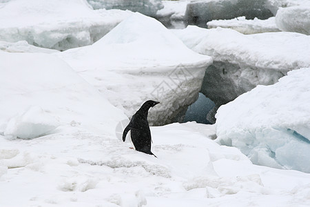 Adelie企鹅动物野生动物冻结图片