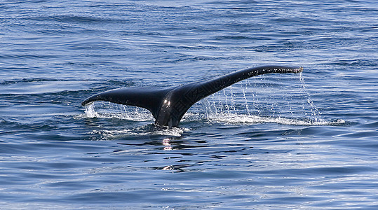 大背头座背的反面哺乳动物新星旅行座头鲸冒险大翅目海洋背景