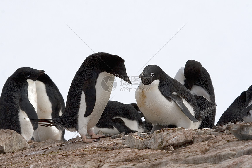阿德利企鹅金图野生动物尾藻图片