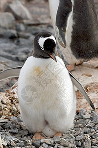 Gentoo 企鹅金图野生动物图片