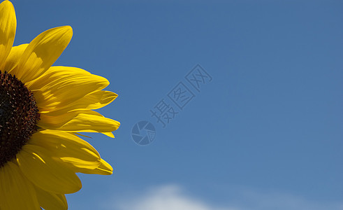 向日向阳光蜂蜜生长植物庆典花园花瓣花粉花束宏观图片