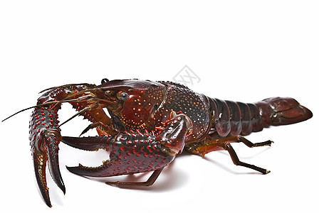 红龙虾食物贝类动物美食剪辑剪裁摄影小龙虾海鲜营养图片