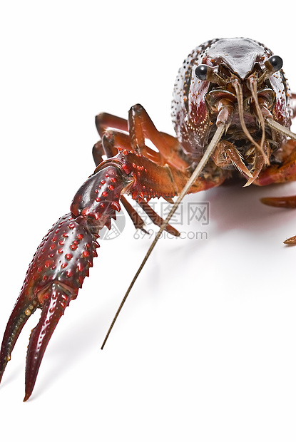 红龙虾龙虾贝类剪裁摄影尿酸宏观食物钓鱼野生动物烹饪图片