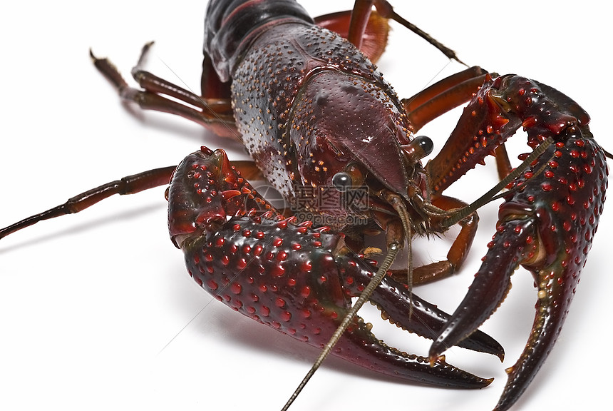 红龙虾烹饪居住小路龙虾摄影剪裁害虫宏观食物尿酸图片