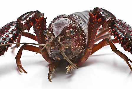 红龙虾美食小路野生动物小龙虾动物害虫钓鱼营养贝类龙虾图片