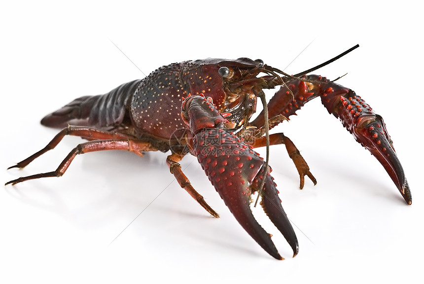 红龙虾剪裁摄影小龙虾产品农业害虫龙虾动物烹饪小路图片