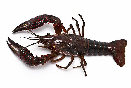 红龙虾贝类尿酸野生动物剪辑烹饪钓鱼害虫海鲜美食农业图片