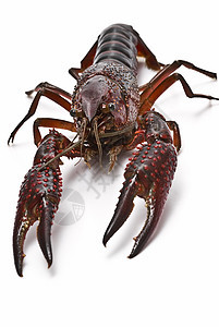 红龙虾美食剪裁野生动物宏观海鲜动物尿酸害虫摄影农业图片