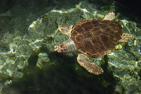 海龟盐水海洋潜水情调异国假期探索殖民地浮潜旅行图片