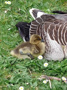 白面鹅母亲鸟类家庭湖泊飞行动物账单妈妈龙类观鸟者图片