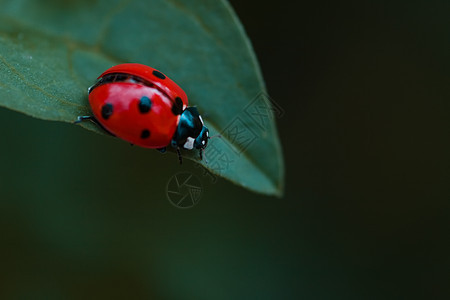 生活在边缘女士漏洞叶子宏观黑色绿色动物镜子甲虫红色图片