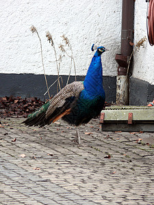 孔雀步行尾巴支撑形目羽毛男性蓝色生活鸡冠花野生动物荒野图片