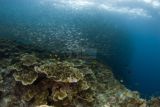 珊瑚礁弹丸图片
