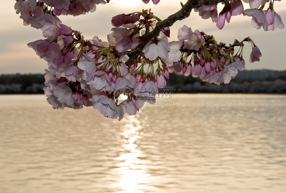 日落前的樱花图片