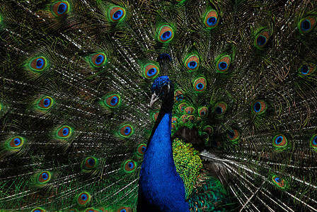 印度皮禽鸟类绿色蓝色羽毛野生动物孔雀尾巴图片