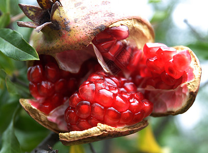 水果石榴近景餐厅花园红色美味糖果果汁农业素食营养图片