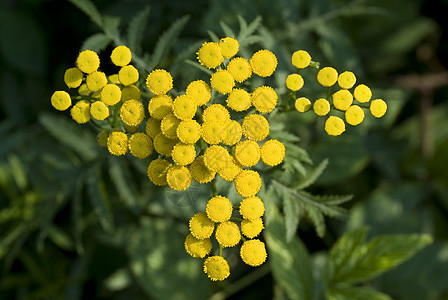 坦烷基粗俗叶子黄色植物群野花草药植物花序草本植物图片