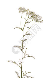 亚甲二烯草药叶子草本植物植物野花白色花序植物群图片
