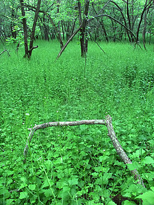伊利诺伊州荒野植物群森林土地植被国家生态型弹簧黑鹰农村图片
