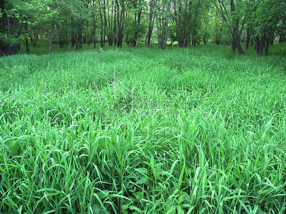 伊利诺伊州场景生态型旅行植物群黑鹰荒野国家栖息地植被森林图片