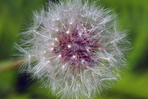 达当量杂草白色植物群植物种子图片