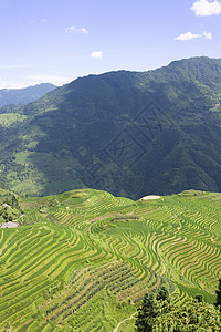 Longji 长江田稻田农村骨干食物收成农场山脉梯田丘陵农业爬坡图片