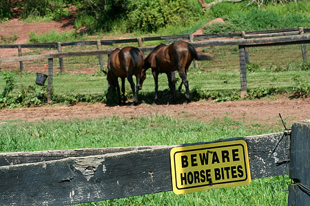 当心马的咬痕标志哺乳动物黄色棕色牧场马术场地农场鬃毛绿色乡村图片