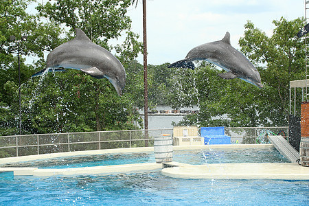 两个海豚在空中跳跃图片