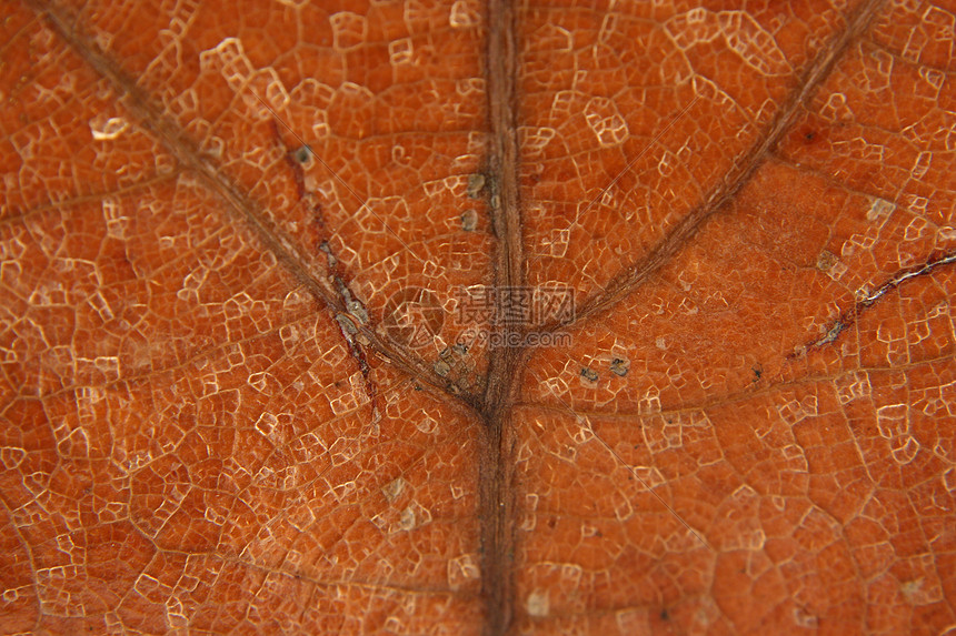 棕色枯叶血管宏观图片