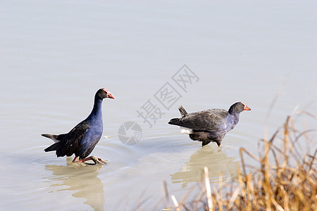 Pukeko 配对图片