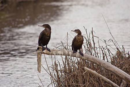 两个沙发野生动物鸟类鲈鱼沼泽浮木湿地日志海滩芦苇图片