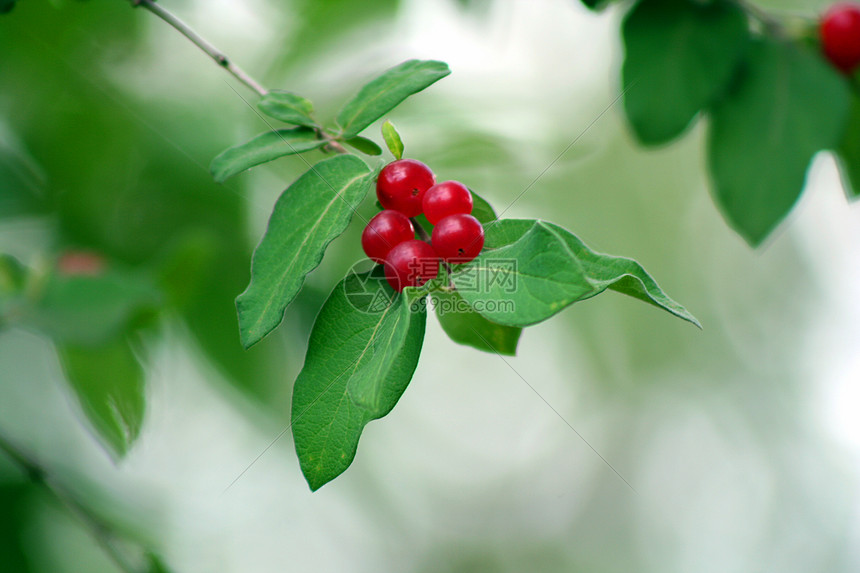 红条水果植物浆果食物健康饮食树叶季节性绿色季节衬套图片