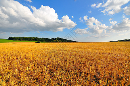夏季末的田地场地蓝天农业乡村野花生长草地图片