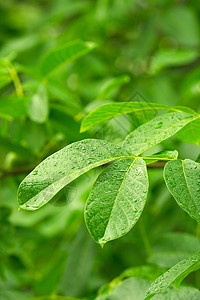 叶子水滴湿叶下雨生活树叶水滴绿色植物环境树木生长森林国家背景