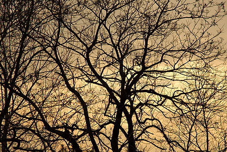 树木森林植被树叶桦木公园日光木头天空图片