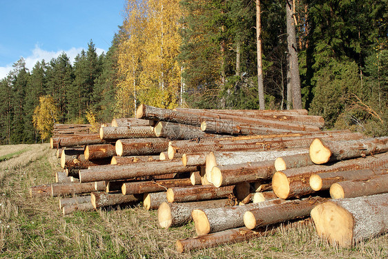 秋季森林边缘的木材伐木图片