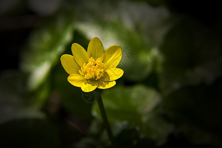 Celandine 青菜美容背景图片