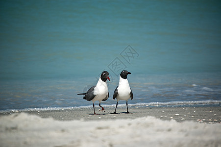 在佛罗里达海滩上欢笑口号照片水平水鸟支撑野生动物海洋海鸥笑鸥海湾贝壳图片