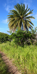 圣基茨景观热带农业甘蔗场地生态植物群棕榈栖息地天空风景图片