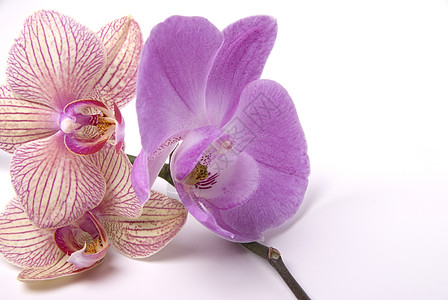 兰花疗法芳香花束香气紫色公园花园背景图片
