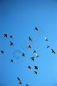 飞鹰鸽团体旅行训练自由灰色蓝色火车动物野生动物天空图片