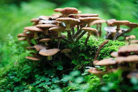 真菌模具叶子殖民地树叶腐烂森林魔法生物土地生长图片