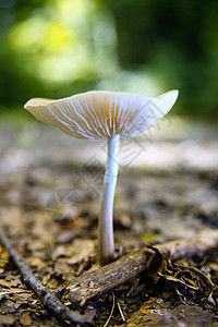 真菌生物生长蔬菜森林宏观土地腐烂苔藓植物殖民地图片