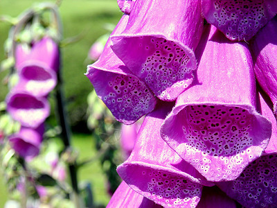 数字( Foxgloves)背景图片