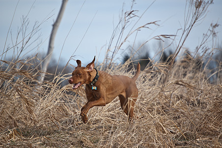 冬天的Vizsla Dog 在田野里跑来跑去图片