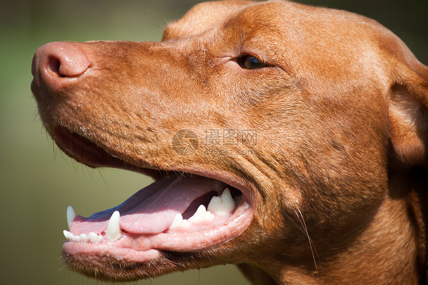 匈牙利快乐的Vizsla狗肖像照片犬类水平微笑宠物牙齿指针猎犬图片