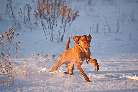 Vizsla狗在冬季的雪地里跑图片