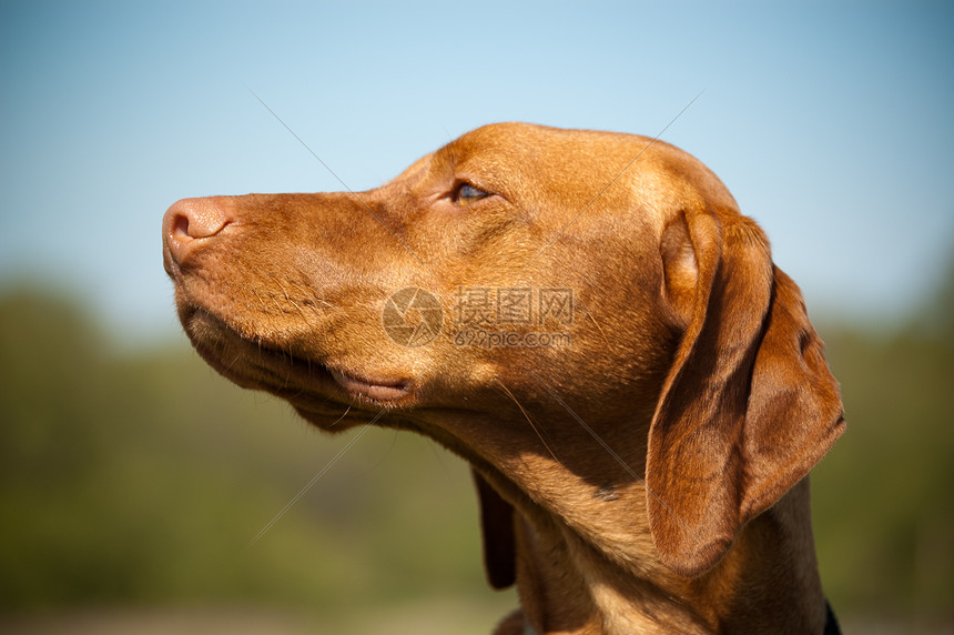 匈牙利配置文件指针水平犬类动物照片猎犬宠物图片