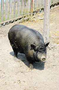 肮脏的越南猪图片